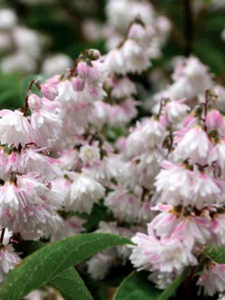 deutzia-scabra-pride-of-rochester-.jpg